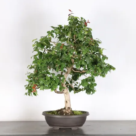 EUGENIA UNIFLORA 1-7