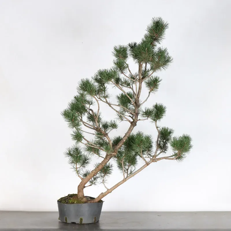PREBONSAI "PINUS UNCINATA" n°5
