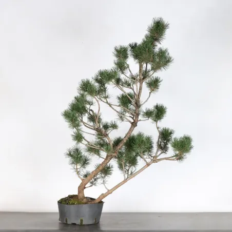 PREBONSAI "PINUS UNCINATA" n°5