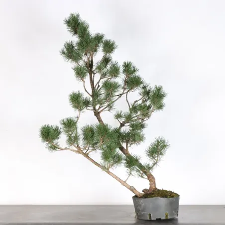 image supplémentaire - PREBONSAI "PINUS UNCINATA" n°5