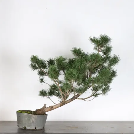 PREBONSAI PIN À CROCHETS "PINUS UNCINATA" n°9