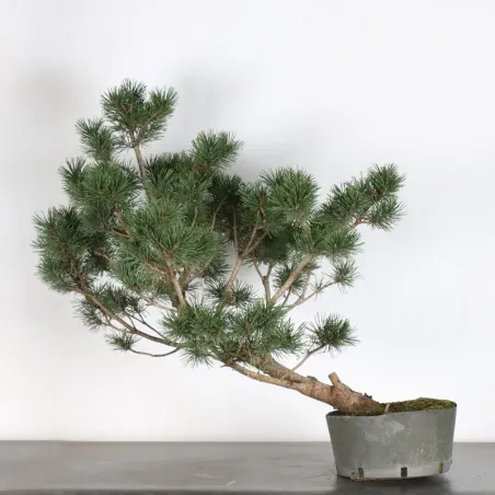 image supplémentaire - PREBONSAI "PINUS UNCINATA" n°9