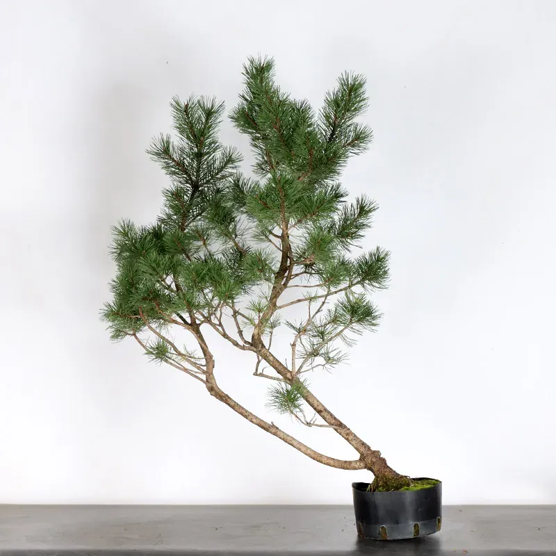 PREBONSAI PIN À CROCHETS "PINUS UNCINATA" n°20