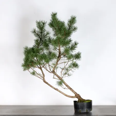 PREBONSAI PIN À CROCHETS "PINUS UNCINATA" n°20
