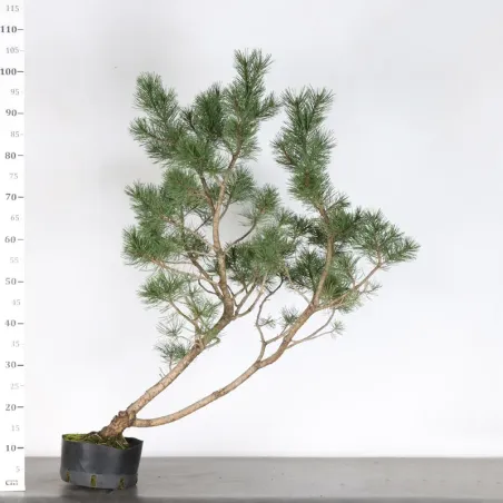 image supplémentaire - PREBONSAI "PINUS UNCINATA"...