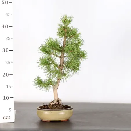 image supplémentaire - BONSAI PIN SYLVESTRE 1-1