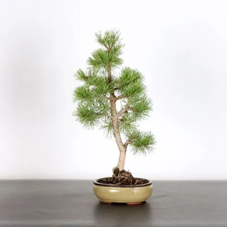 BONSAI PIN SYLVESTRE 1-1