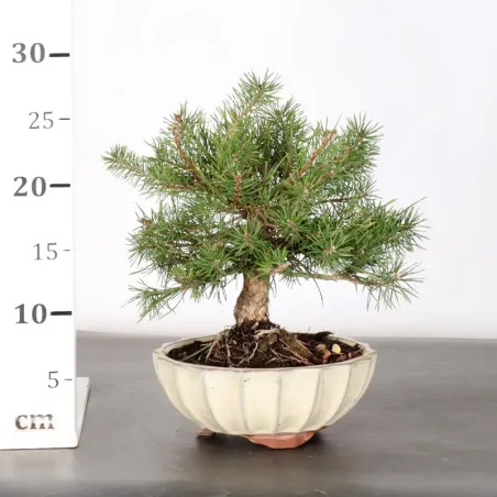 image supplémentaire - BONSAI PIN SYLVESTRE 1-2
