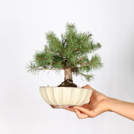 BONSAI PIN SYLVESTRE 1-2