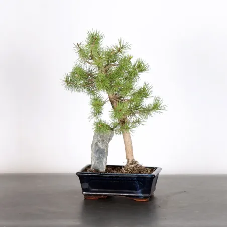 BONSAI PIN SYLVESTRE AVEC ROCHE 1-3