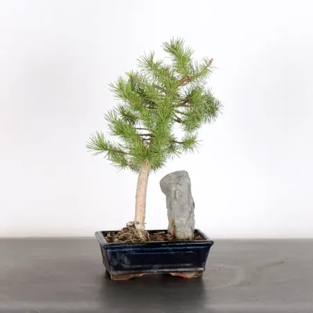 image supplémentaire - BONSAI PIN SYLVESTRE AVEC...