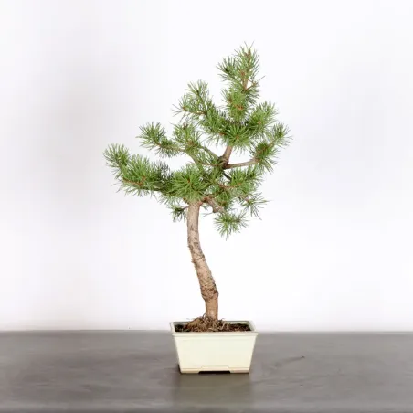 BONSAI PINUS SYLVESTRIS 1-4