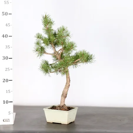 image supplémentaire - BONSAI PINUS SYLVESTRIS 1-4