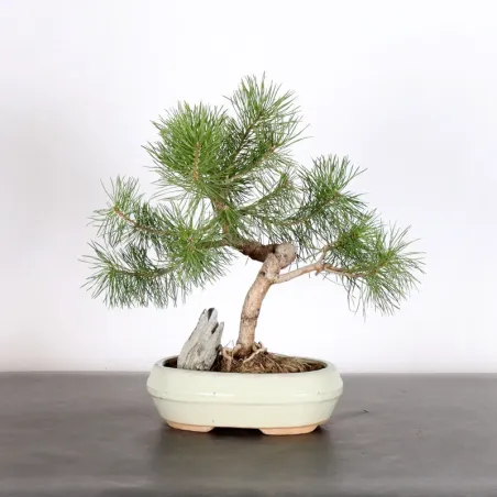BONSAI PIN SYLVESTRE AVEC ROCHE 1-5