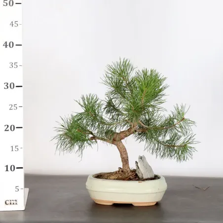 image supplémentaire - BONSAI PIN SYLVESTRE AVEC...