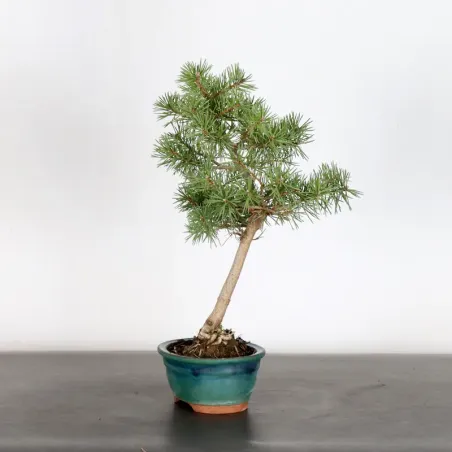 image supplémentaire - BONSAI PIN SYLVESTRE 1-6
