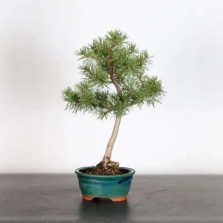 BONSAI PIN SYLVESTRE 1-6