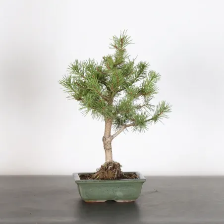 BONSAI PIN SYLVESTRE 1-7