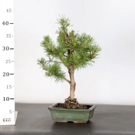 image supplémentaire - BONSAI PIN SYLVESTRE 1-7