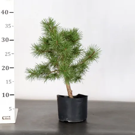 image supplémentaire - PREBONSAI PIN SYLVESTRE 1-8