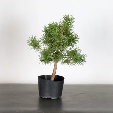 PREBONSAI PINUS SYLVESTRIS 1-8