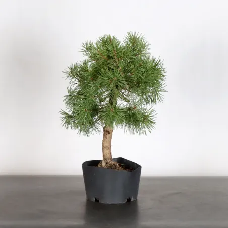 PREBONSAI PINUS SYLVESTRIS 1-9