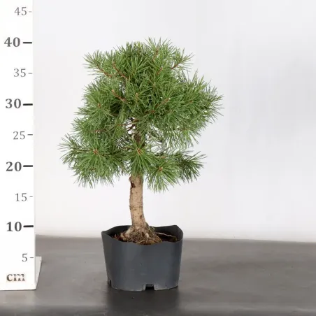 image supplémentaire - PREBONSAI PIN SYLVESTRE 1-9
