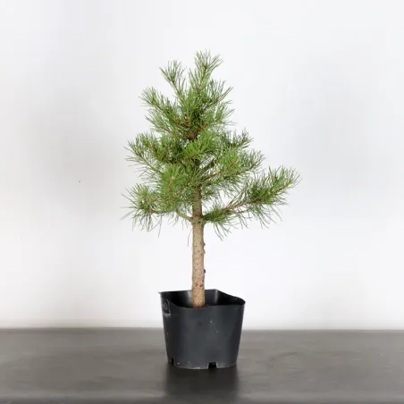 PREBONSAI PIN SYLVESTRE 1-10