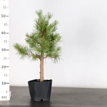 image supplémentaire - PREBONSAI PINUS SYLVESTRIS...