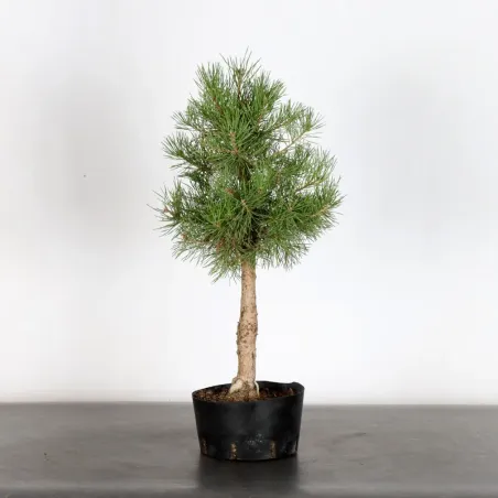 PREBONSAI PINUS SYLVESTRIS 1-11