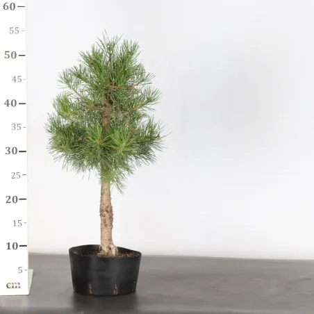 image supplémentaire - PREBONSAI PIN SYLVESTRE 1-11
