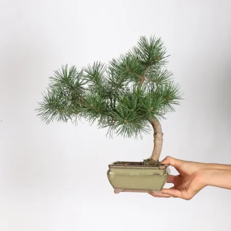 BONSAI PIN SYLVESTRE 1-12