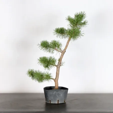 PREBONSAI PIN SYLVESTRE 1-13