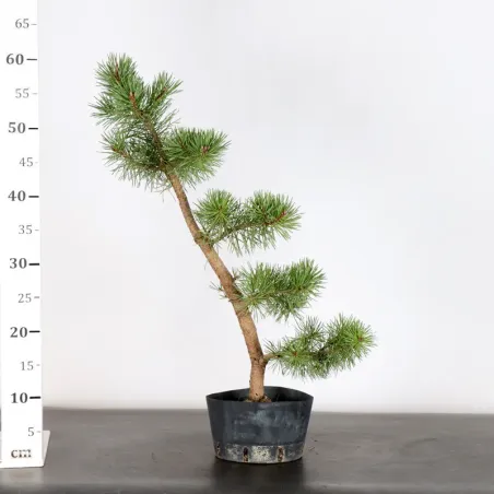 image supplémentaire - PREBONSAI PIN SYLVESTRE 1-13