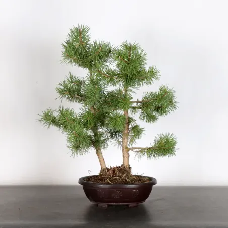 PREBONSAI PINUS SYLVESTRIS 1-14