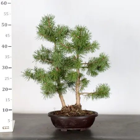 image supplémentaire - PREBONSAI PINUS SYLVESTRIS...