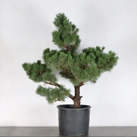 PREBONSAI PIN MUGO n°2