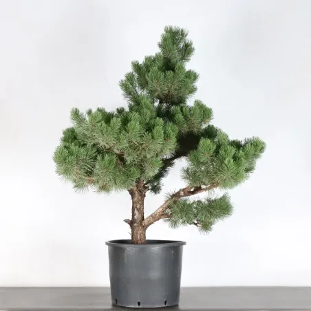 image supplémentaire - PREBONSAI PINUS MUGO n°2