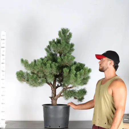 PREBONSAI PINUS MUGO n°2