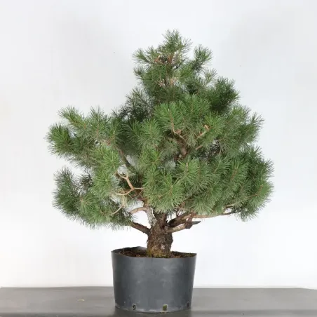 image supplémentaire - PREBONSAI "PINUS MUGO" n°3