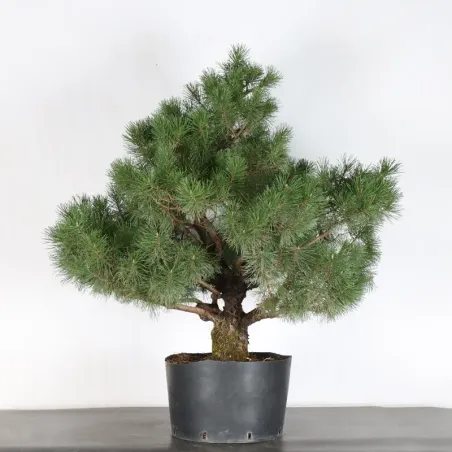 PREBONSAI "PINUS MUGO" n°3