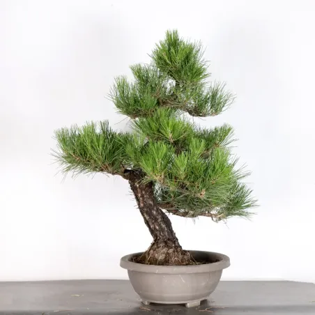 image supplémentaire - JAPANESE BLACK PINE...