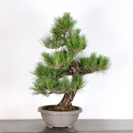 JAPANESE BLACK PINE "THUNBERGII" 2-1