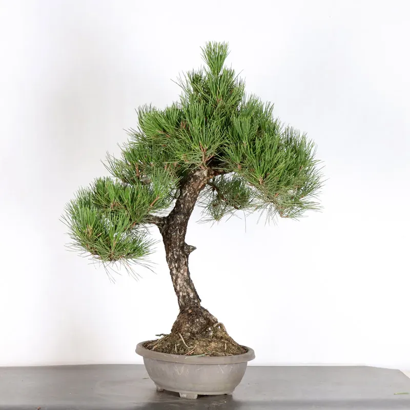 JAPANESE BLACK PINE "THUNBERGII" 2-4