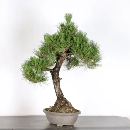 JAPANESE BLACK PINE "THUNBERGII" 2-4