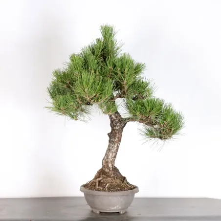 image supplémentaire - JAPANESE BLACK PINE...