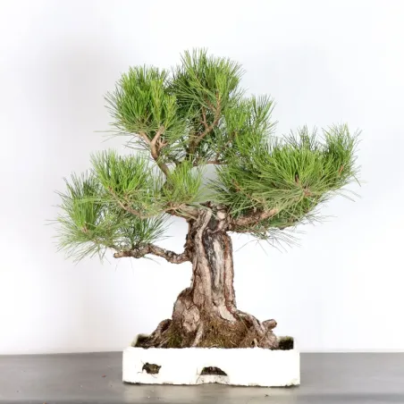 JAPANESE BLACK PINE "THUNBERGII" 2-5