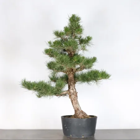 JAPANESE BLACK PINE "THUNBERGII" 2-7