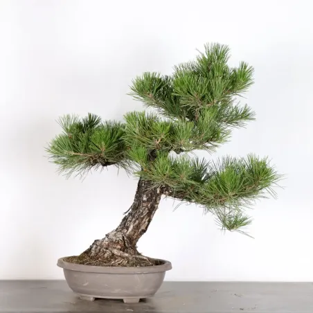 JAPANESE BLACK PINE "THUNBERGII" 2-12