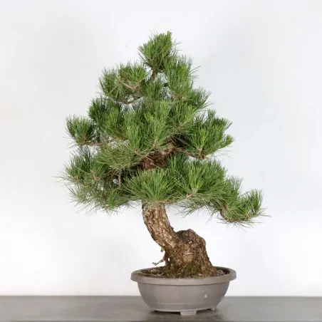 image supplémentaire - JAPANESE BLACK PINE...